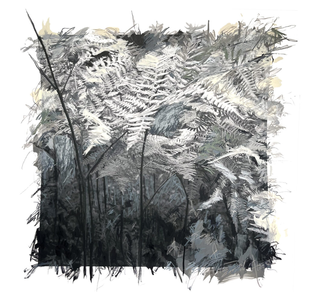 mixed media photograph of ferns at ground level. Marks made on the photograph with acrylic and pastel. Image of ferns is predominately black and white.