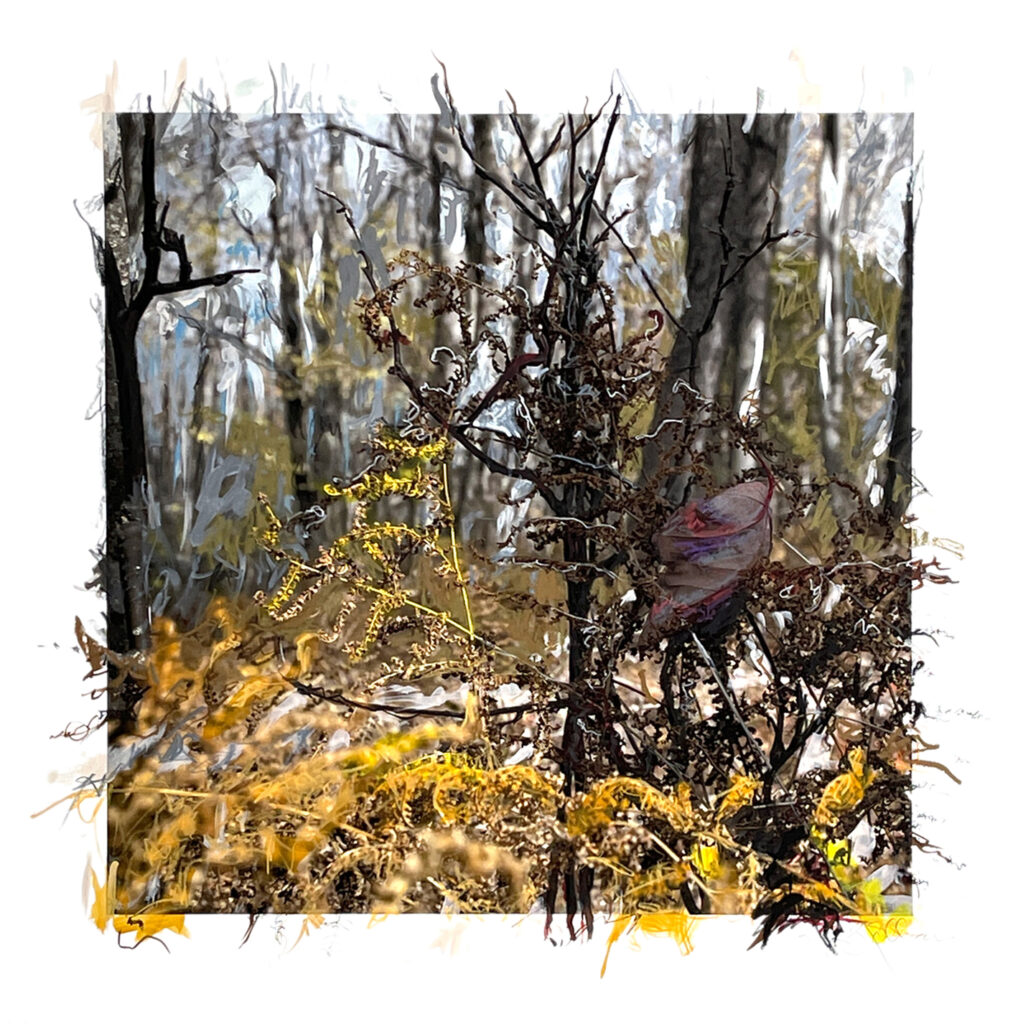 mixed media photograph with pastel and acrylic marks of frost bitten under story plants in the forest