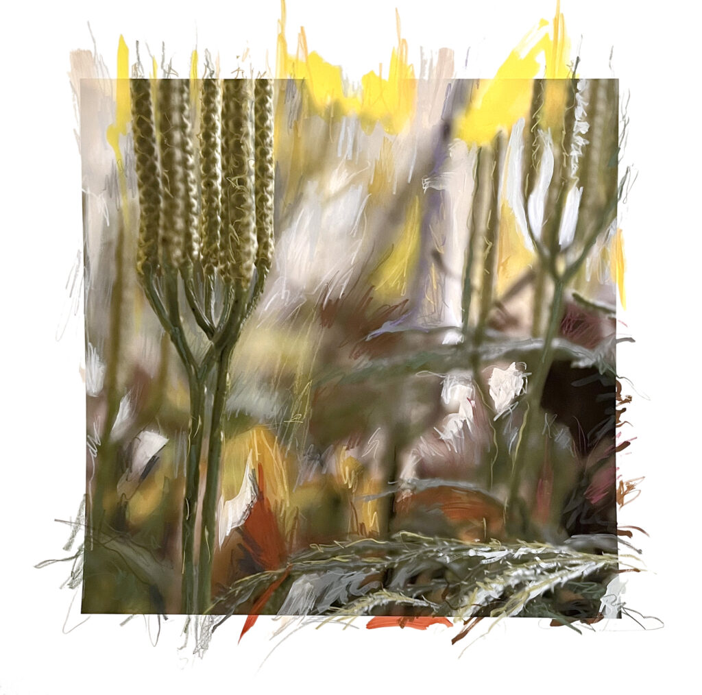 mixed media photograph of close up image of small under story plants in the forest